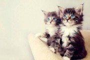 娱乐吃瓜酱小猫睡在哪里,揭秘萌宠的温馨睡眠角落